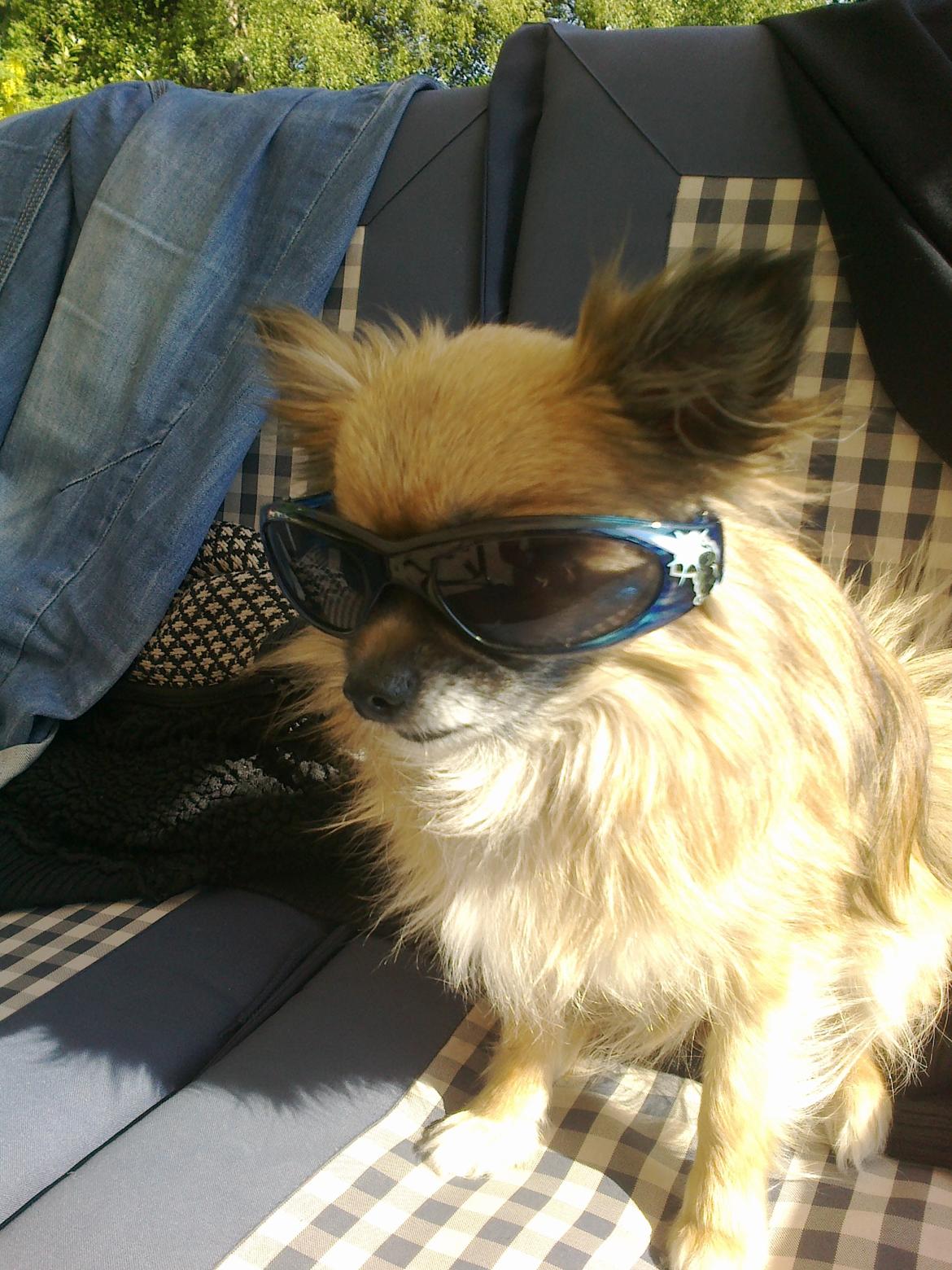 Blanding af racer Lilo billede 2