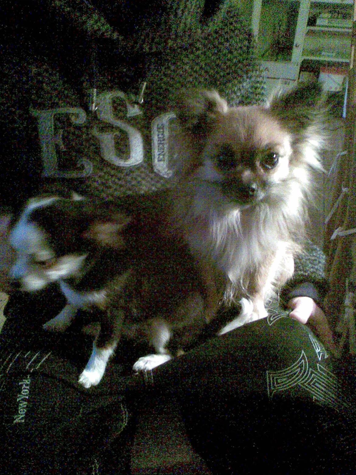 Blanding af racer Lilo billede 4