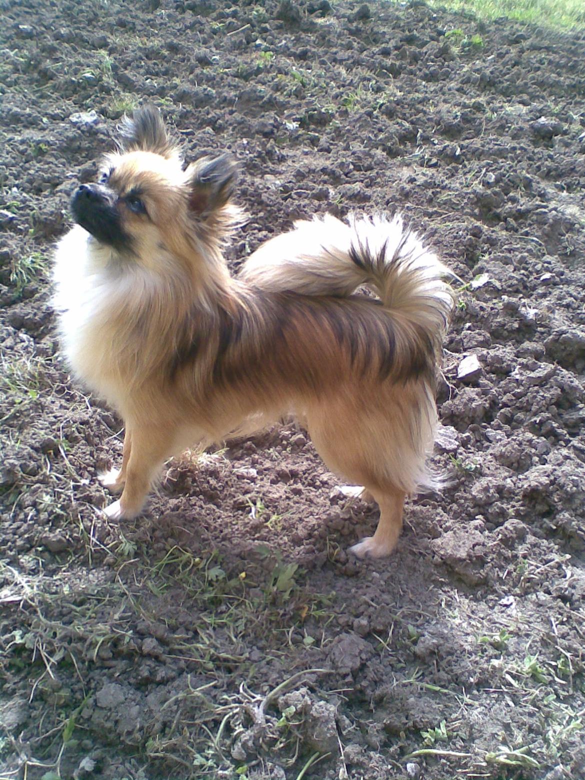 Blanding af racer Lilo billede 6