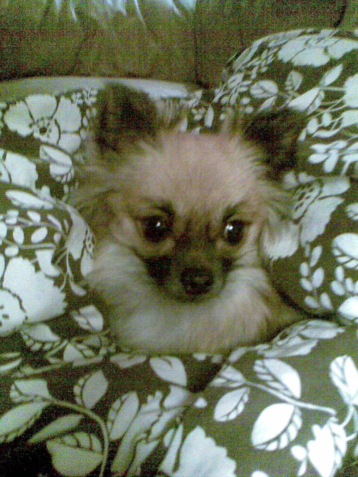 Blanding af racer Lilo billede 7