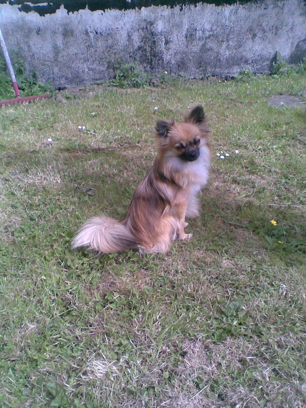 Blanding af racer Lilo billede 8