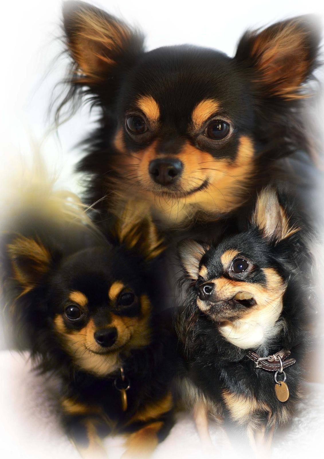 Chihuahua Mickey billede 1