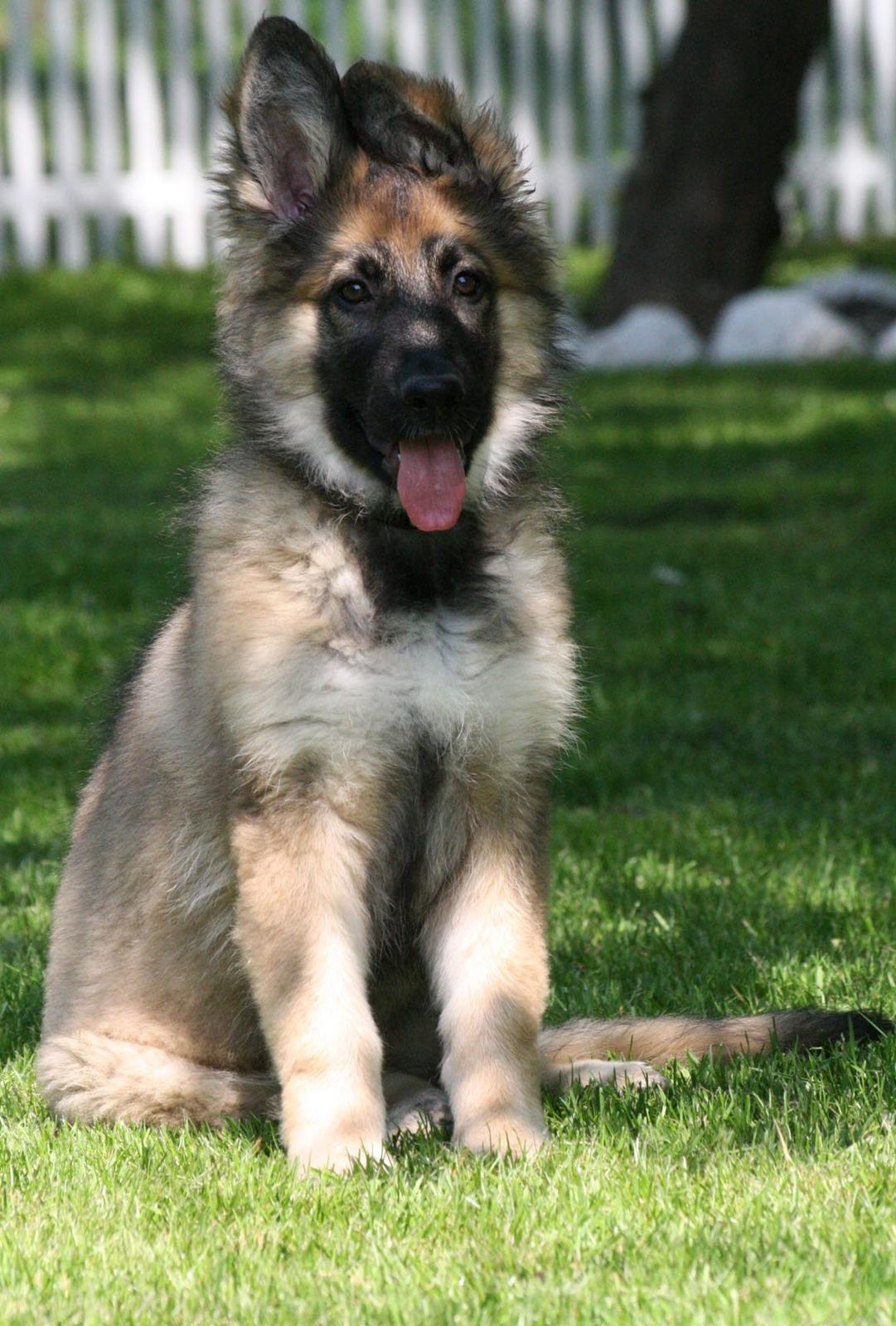 Schæferhund Bella billede 1