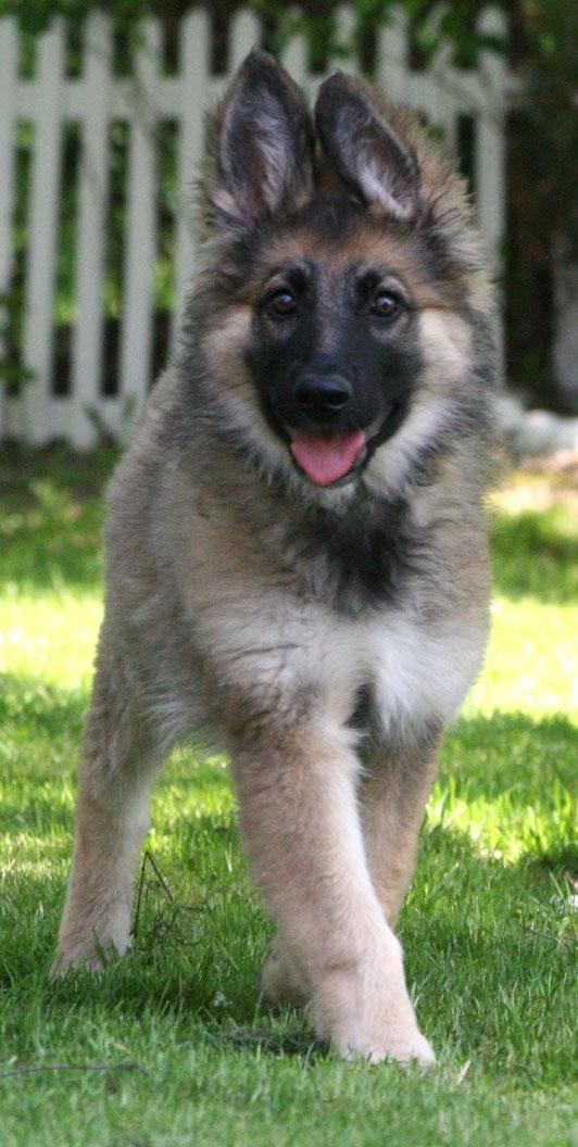 Schæferhund Bella billede 2