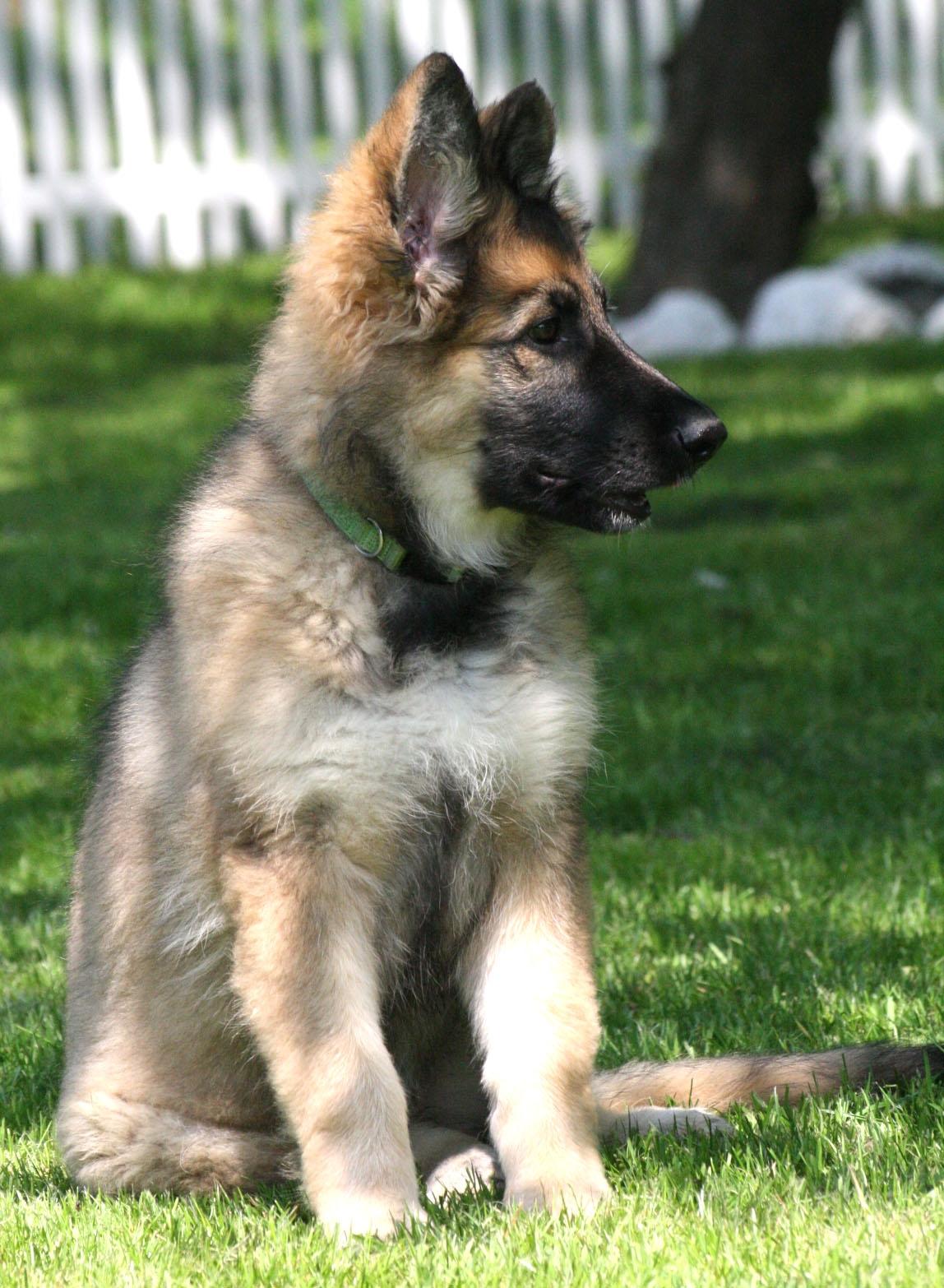 Schæferhund Bella billede 3