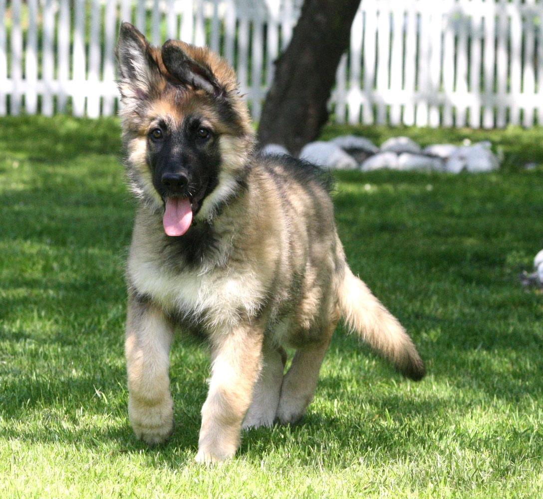 Schæferhund Bella billede 4