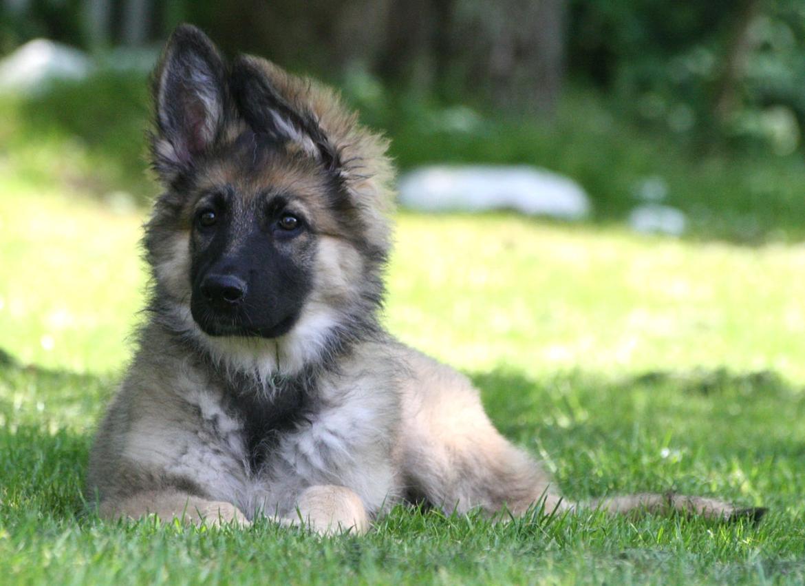 Schæferhund Bella billede 5