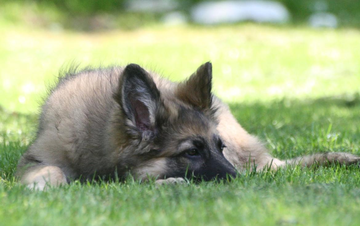 Schæferhund Bella billede 6
