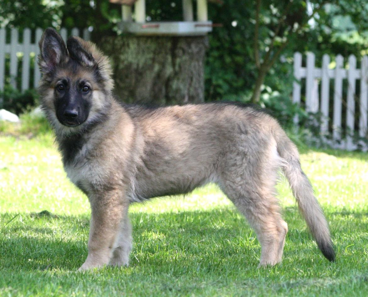Schæferhund Bella billede 7