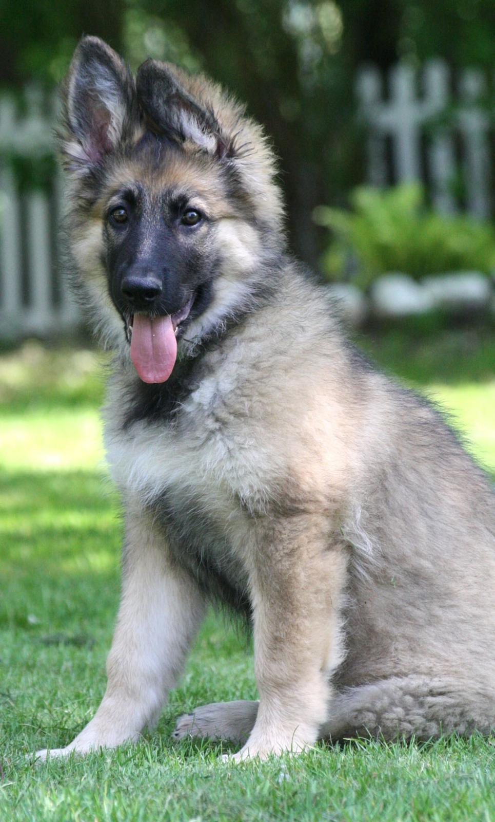 Schæferhund Bella billede 8