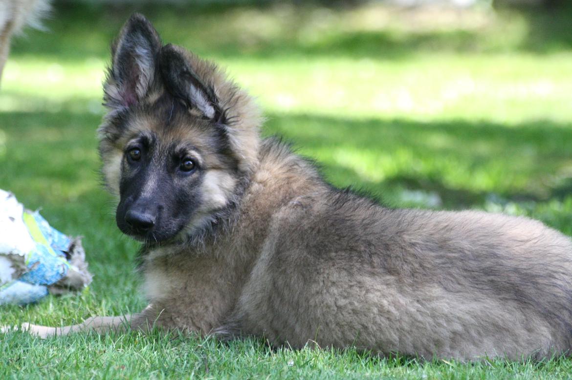 Schæferhund Bella billede 9
