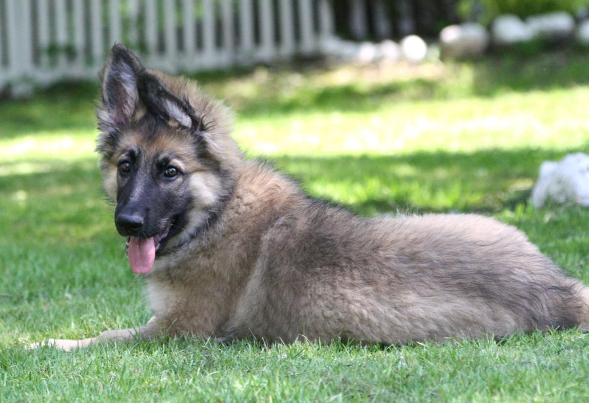 Schæferhund Bella billede 10