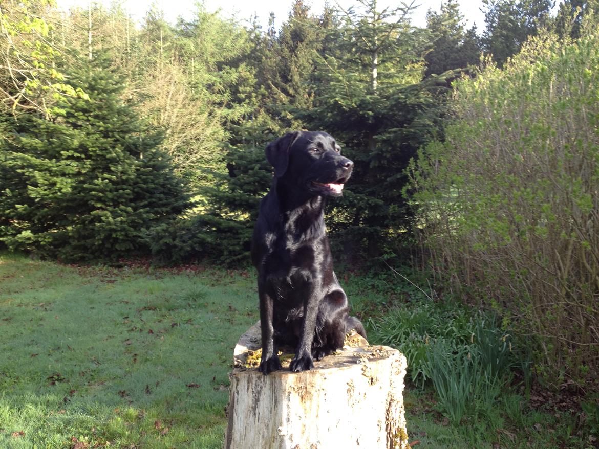 Labrador retriever Handberg's Abigail (Abby) billede 2