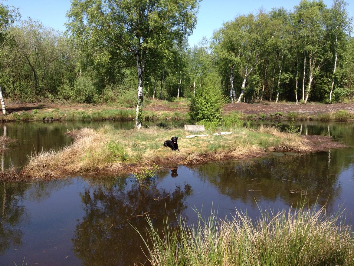 Labrador retriever Handberg's Abigail (Abby) - Hjemkald over vand, afdækning halvvejs, ude på øen billede 6