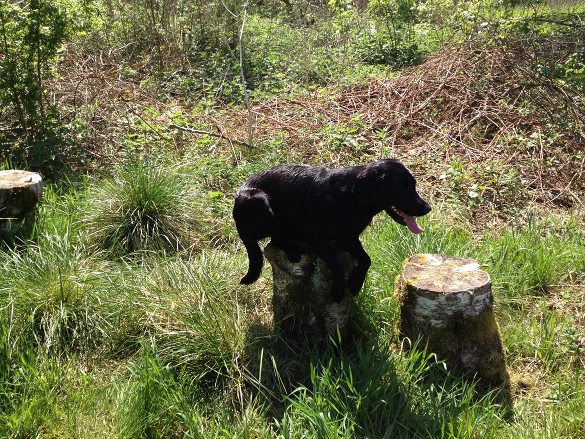 Labrador retriever Handberg's Abigail (Abby) - Afdækning på træstub, det kan man sagtens billede 4