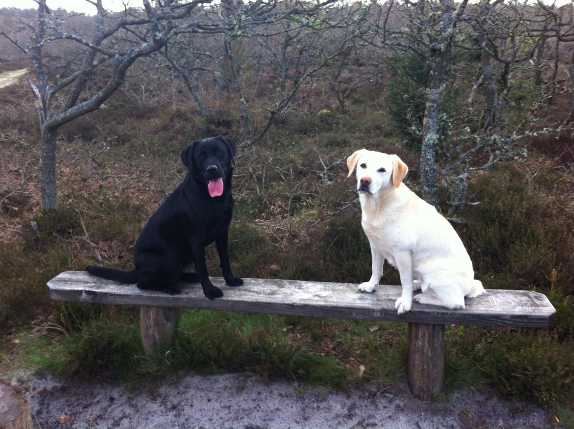 Labrador retriever Handberg's Abigail (Abby) billede 20