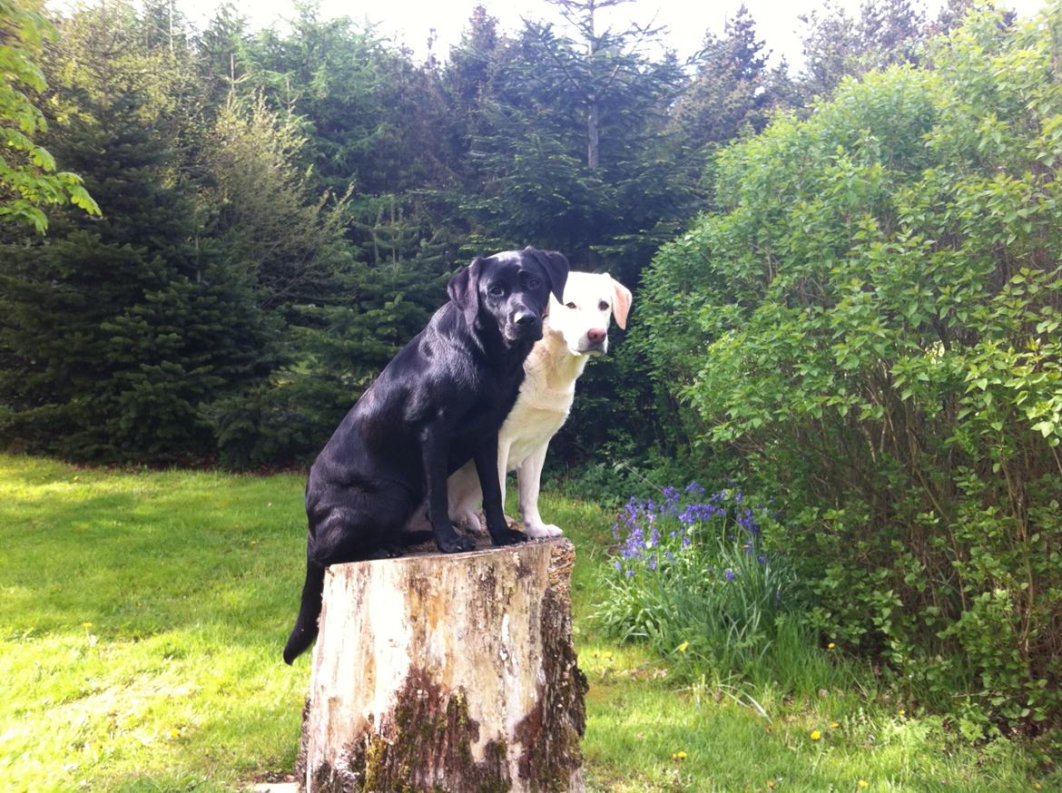 Labrador retriever Handberg's Abigail (Abby) billede 9