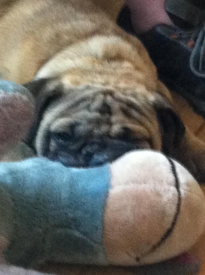 Mops Henry billede 11