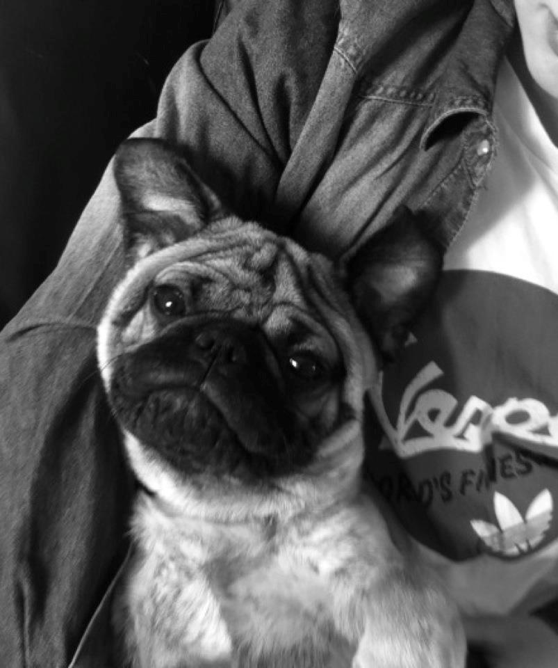 Mops Henry billede 13