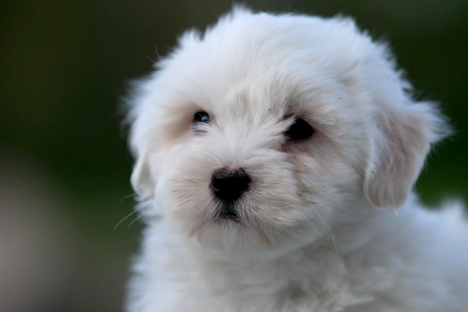 Coton de tulear Cuba:-* Min dreng<3 - Elsker ham<3:* billede 3