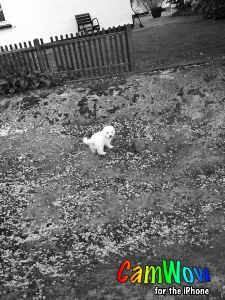 Coton de tulear Cuba:-* Min dreng<3 billede 9