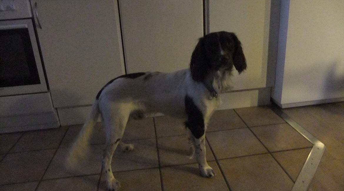 Field Trial spaniel Sakki billede 6