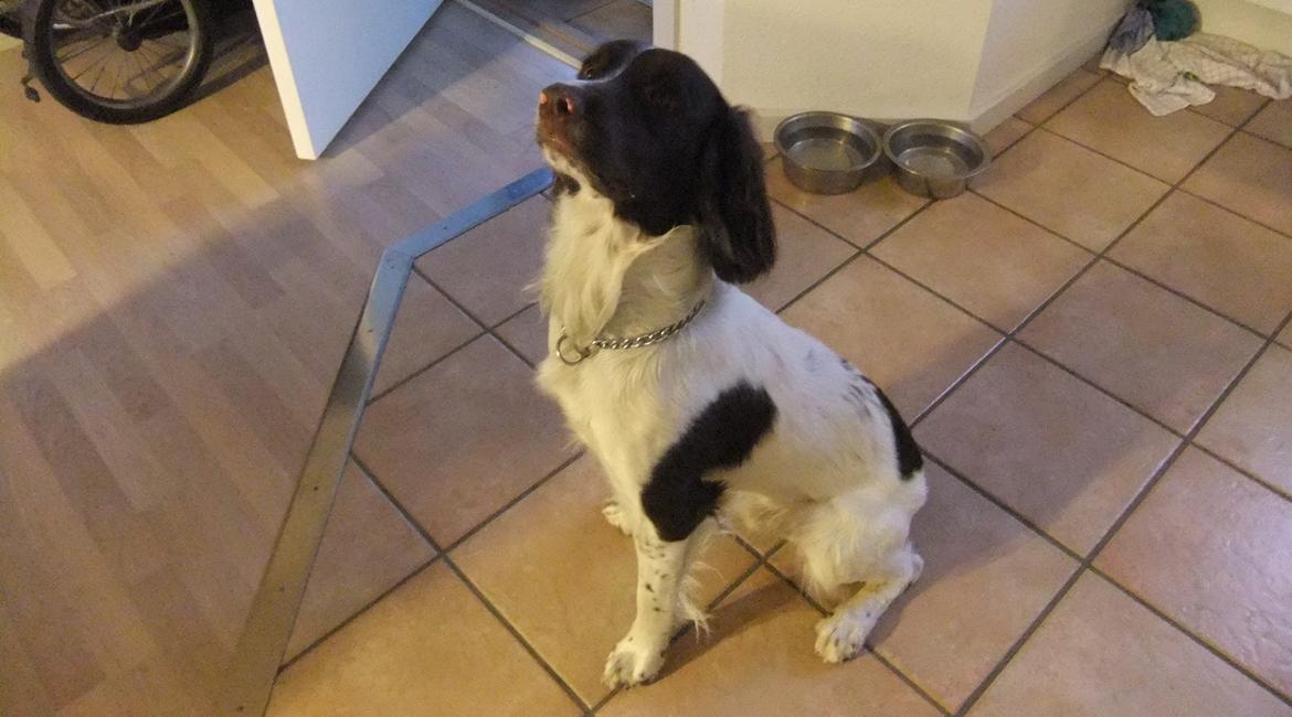 Field Trial spaniel Sakki billede 1