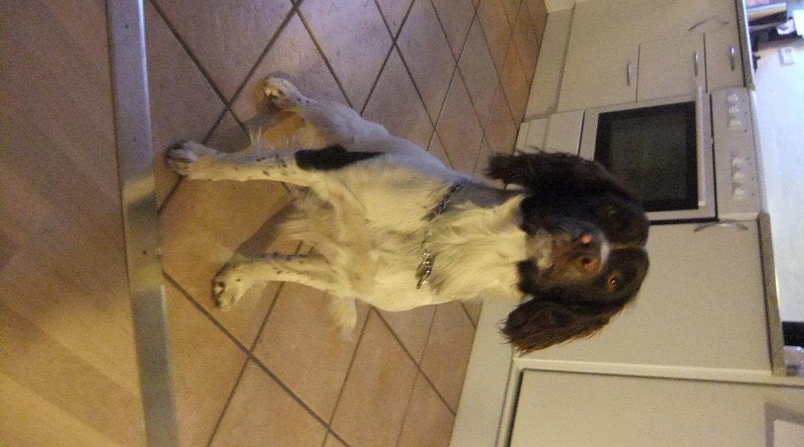 Field Trial spaniel Sakki billede 7