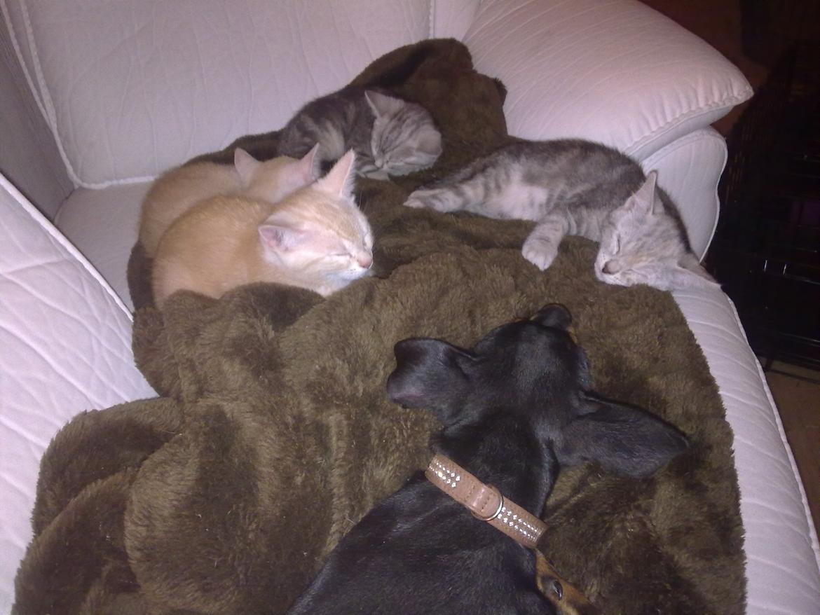 Engelsk toy terrier Rex billede 3