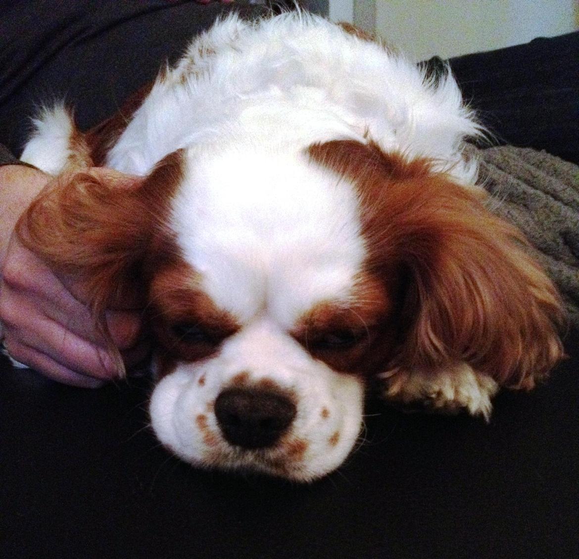 Cavalier king charles spaniel Cocio 2006-2016 billede 8