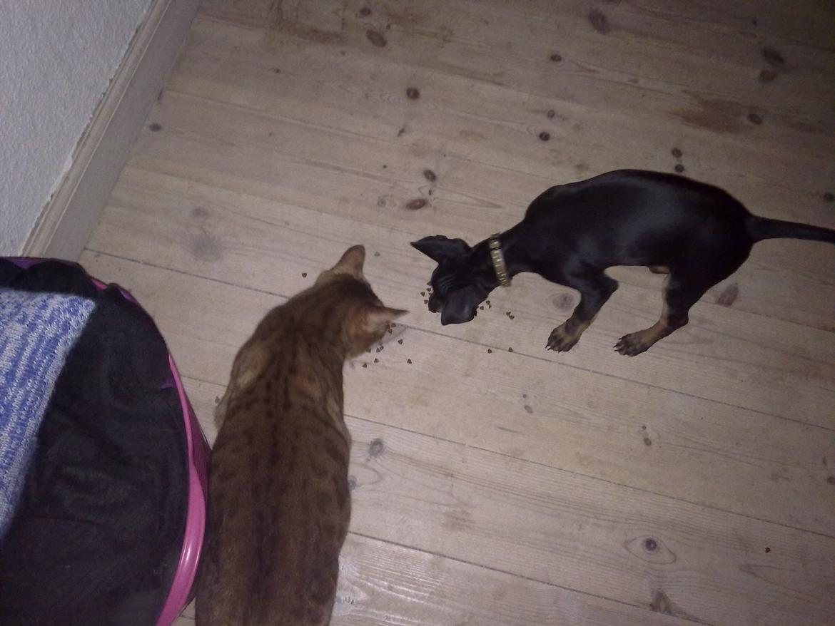 Engelsk toy terrier Rex billede 4