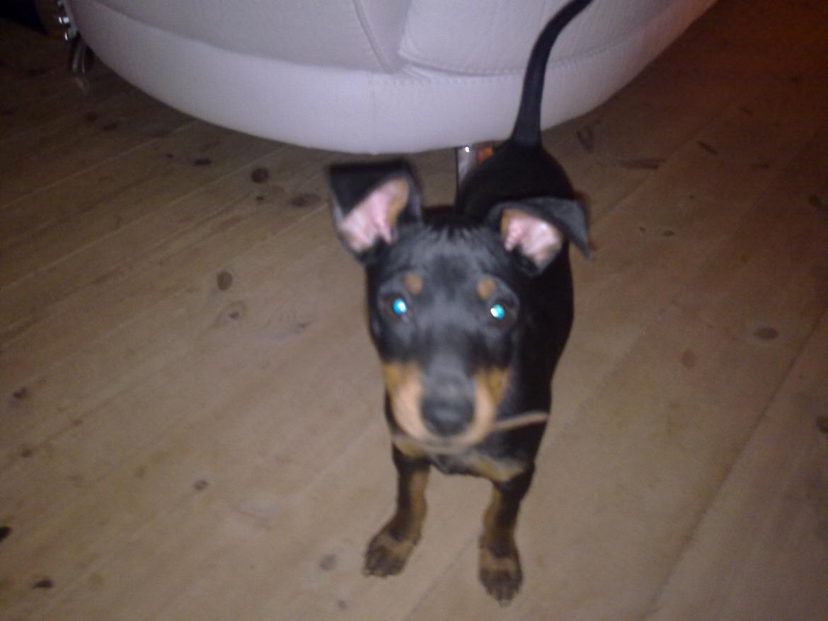 Engelsk toy terrier Rex billede 5