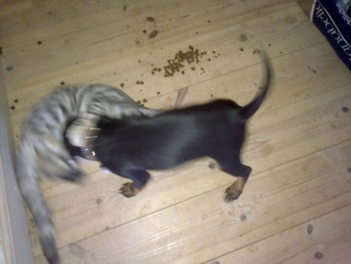 Engelsk toy terrier Rex billede 6