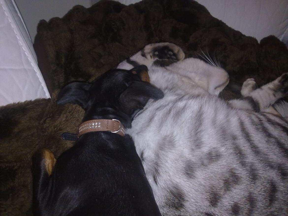 Engelsk toy terrier Rex billede 7