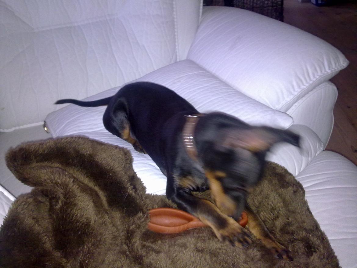 Engelsk toy terrier Rex billede 8