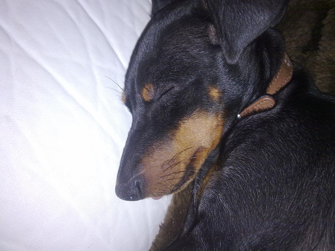 Engelsk toy terrier Rex billede 9