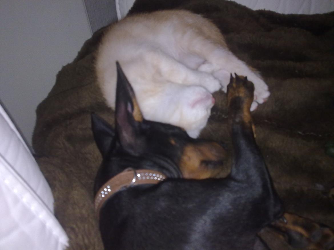 Engelsk toy terrier Rex billede 10