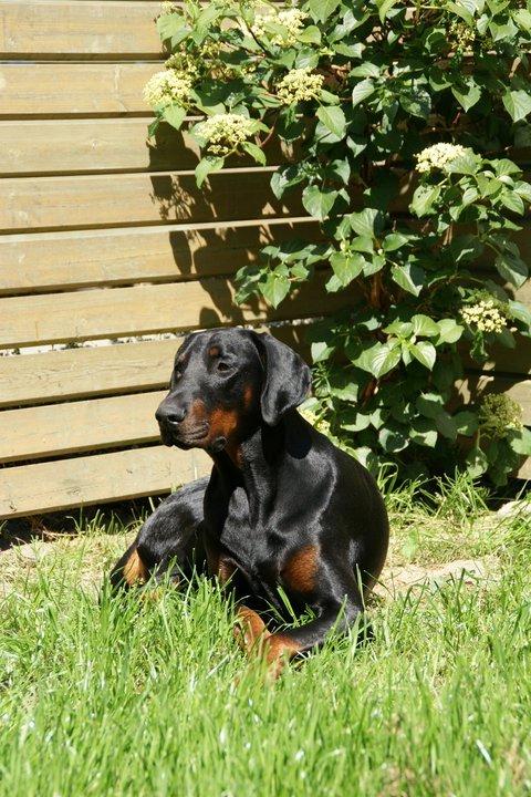 Dobermann Tyson billede 1