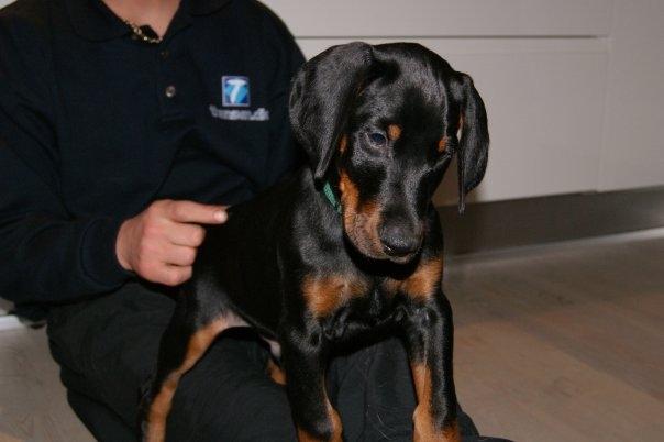 Dobermann Tyson - lige ankommet til sit nye hjem :) billede 2
