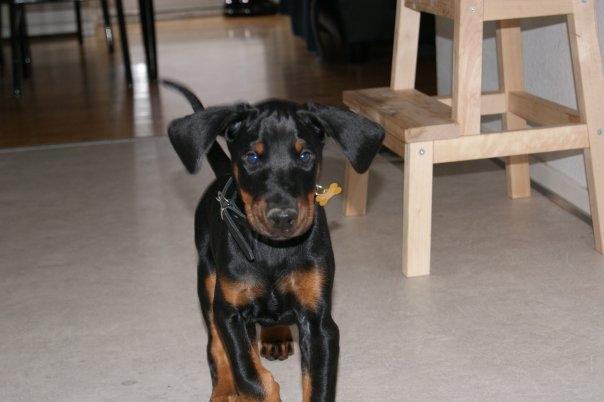 Dobermann Tyson billede 3