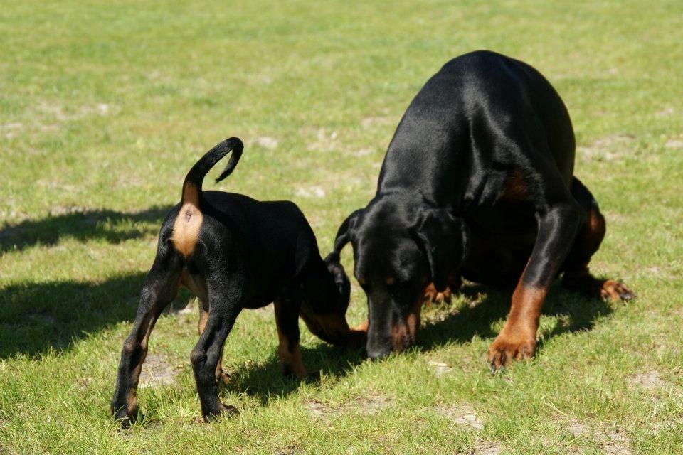 Dobermann Tyson - Tyson med sin nye lillebror :) billede 4