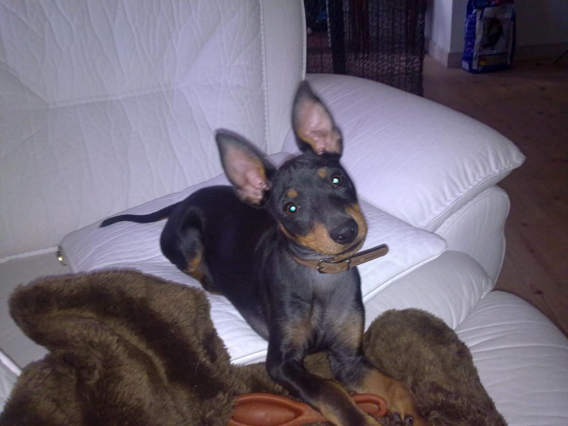 Engelsk toy terrier Rex billede 2