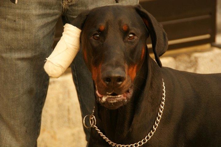 Dobermann Tyson - Tyson efter mødet med en farlig hund . billede 5
