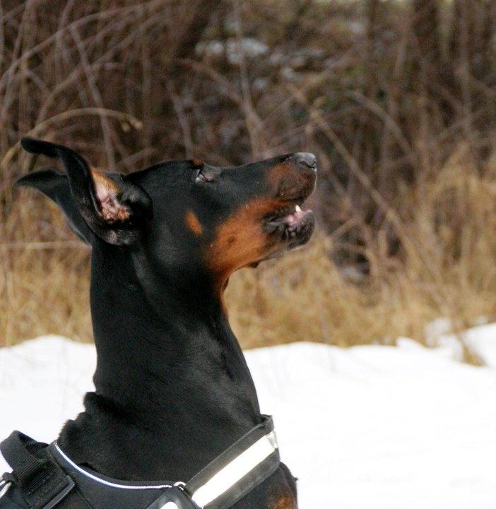 Dobermann Tyson billede 6