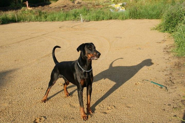 Dobermann Tyson billede 7