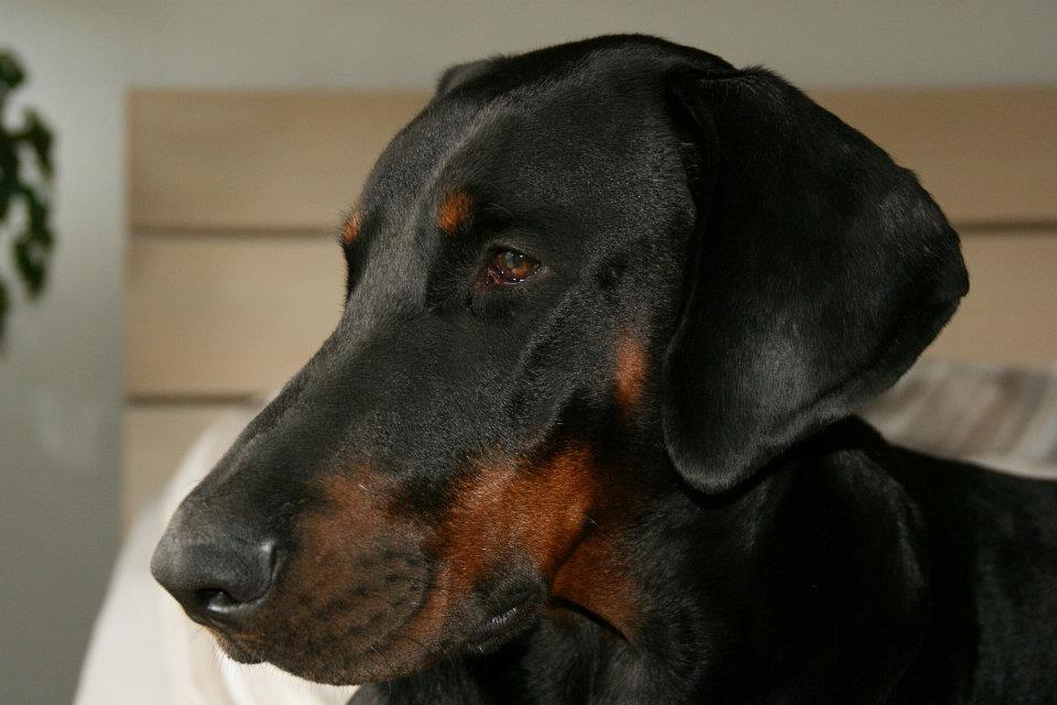 Dobermann Tyson billede 8
