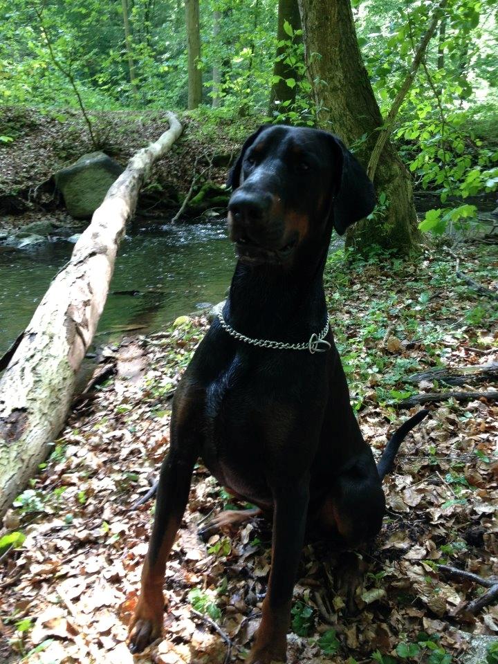 Dobermann Tyson billede 9