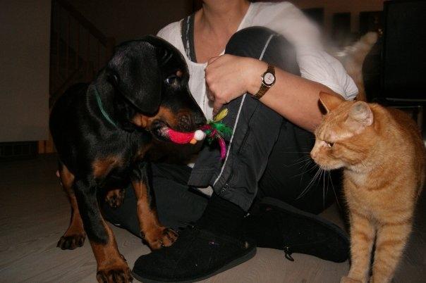 Dobermann Tyson billede 11