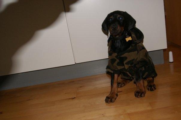 Dobermann Tyson billede 12