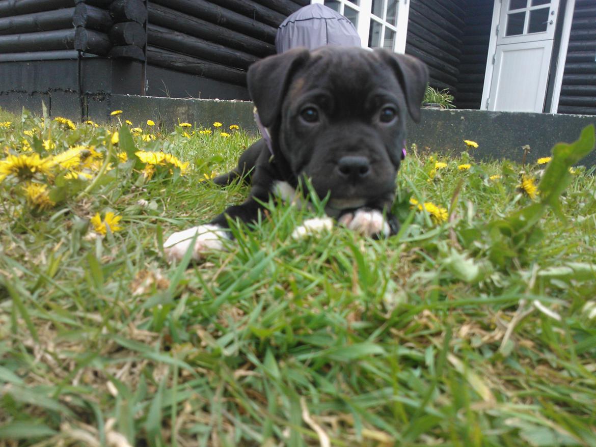 Staffordshire bull terrier micha billede 2